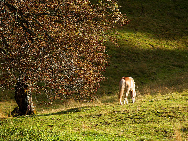 Abendstimmung Haflinger Pferd am Sonnenhof am Weissensee in Kärnten Urlaub am Bauernhof