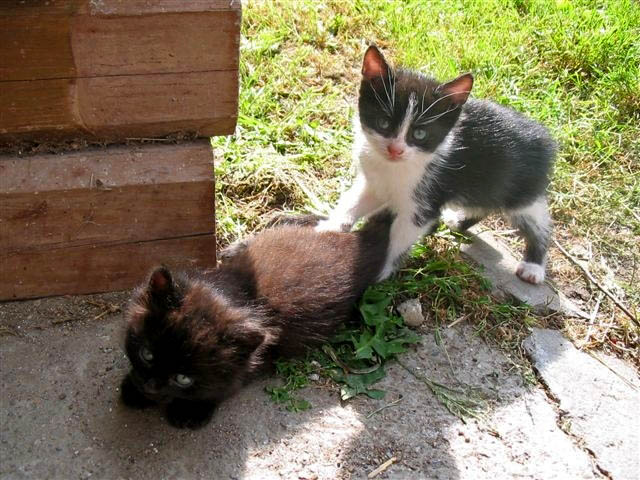 junge Katzen am Sonnenhof am Weissensee in Kärnten Urlaub am Bauernhof