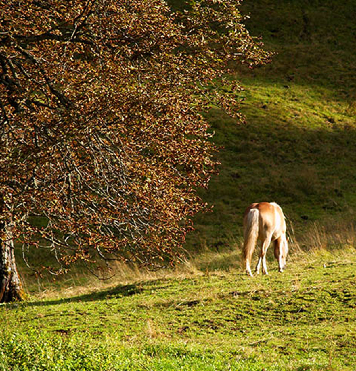 Landwirtschaft Sonnenhof Landwirtschaft Sonnenhof